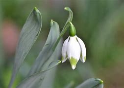 Image result for Galanthus Rushmere Green