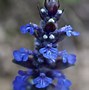 Image result for Ajuga reptans Black Fox