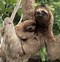 Image result for Baby Sloth Background
