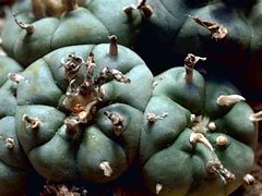 Image result for Old Lady Cactus