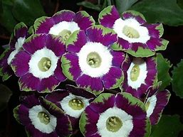 Image result for Primula auricula Old Smokey