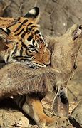 Image result for Animal That Can Kill a Tiger