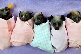 Image result for Bat Nursery