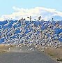 Image result for TULELAKE, Calif.