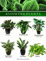 Image result for Identify Houseplants