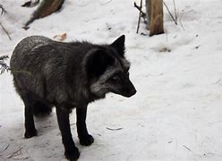Image result for Wild Silver Fox
