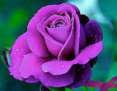 Image result for iPhone 11 Rose Purple