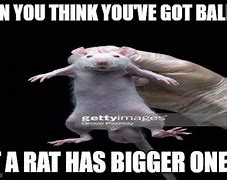 Image result for Rat Pointing Meme