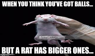 Image result for Rat Balls Meme
