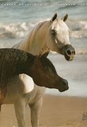Image result for Arabian Horse World