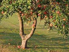 Image result for Giant Apple Tree