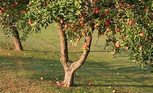 Image result for Colour Shades of From Growth to Death Apple