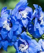 Image result for Delphinium Sternennacht