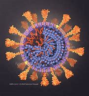Image result for Sars-Cov-2 Structure