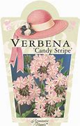 Image result for Verbena candy stripes