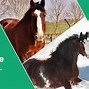 Image result for Shire Horse vs Clydesdale