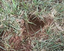 Image result for Armadillo Holes