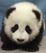 Image result for Cute Panda Pics