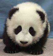 Image result for Very Cute Panda Pictures
