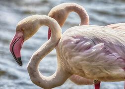 Image result for Conway Bay Flamingos
