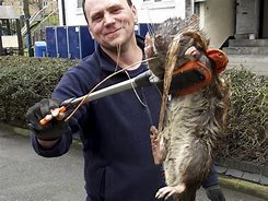 Image result for Biggest Rat Ever