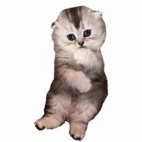 Image result for Cutest Kittens