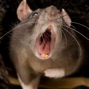Image result for Buf Fat Rat