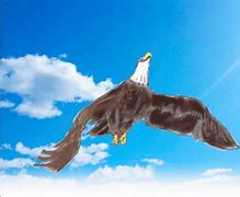 Image result for Eagle Fly Drawing