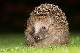 Image result for Real Hedgehog