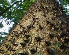 Image result for Most Dangerous Tree for Fire