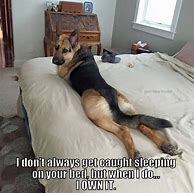 Image result for German Shepherd Talking About the Cat Meme