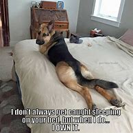 Image result for German Shepherd Female Memes