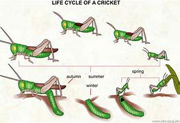 Image result for Cave Cricket Breeding
