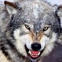 Image result for Scary Wolves Cartoon