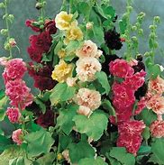 Image result for Alcea rosea Charters Double MIX