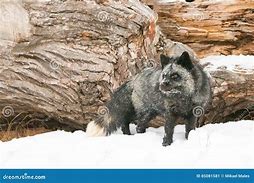 Image result for Beautiful Silver Fox