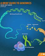 Image result for What Is the Human Genome