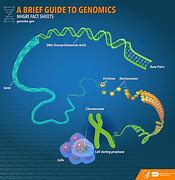 Image result for Genome Definition