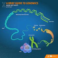 Image result for Genome Diagram