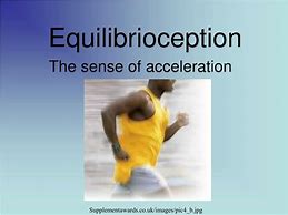Image result for Equilibrioception