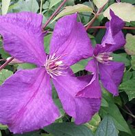 Image result for Clematis viticella etoile violette