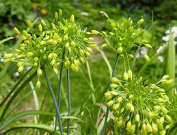 Image result for Allium chloranthum Yellow Fantasy