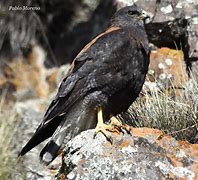 Image result for aguilucho