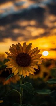 Image result for Sunflower Tumblr