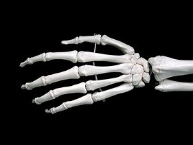 Image result for Skeletal Hand