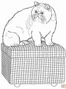 Image result for Persian Cat Coloring Pages