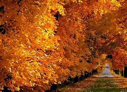 Image result for October Autumn Wallpaper Desktop