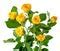 Image result for Yellow Rose Bushes
