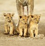 Image result for africa safaris photo