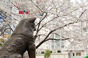 Image result for Hachiko Grave